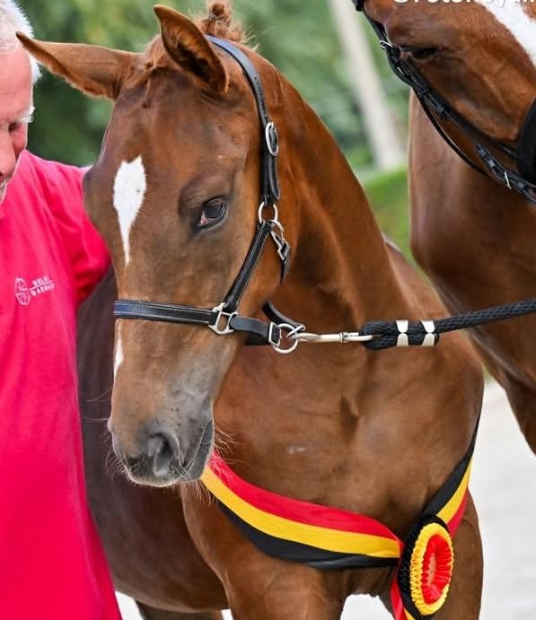 horse